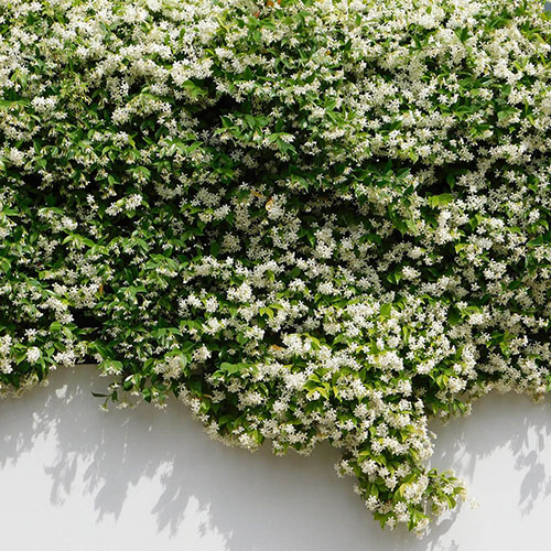 Star Jasmine Trachelospermum jasminoides Star Jasmine Trachelospermum jasminoides