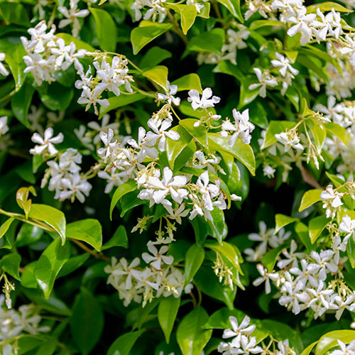 Star Jasmine Trachelospermum jasminoides Star Jasmine Trachelospermum jasminoides