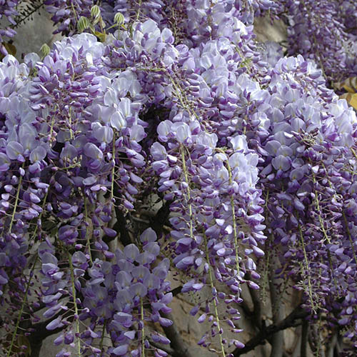 Wisteria Amethyst Falls Wisteria Amethyst Falls