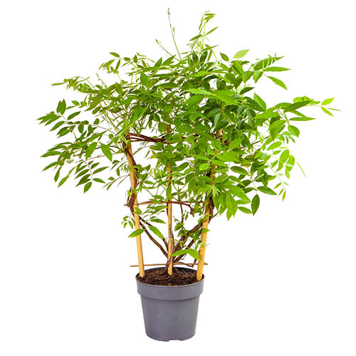 Wisteria Amethyst Falls Wisteria Amethyst Falls