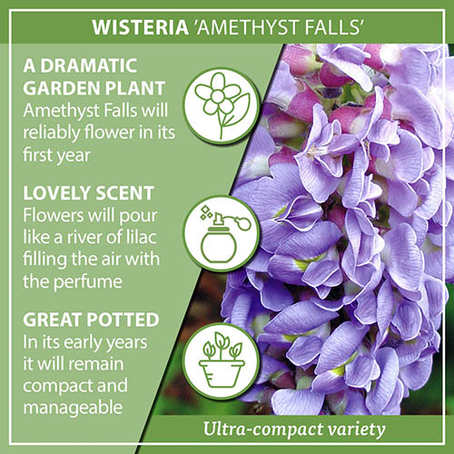 Wisteria Amethyst Falls Wisteria Amethyst Falls