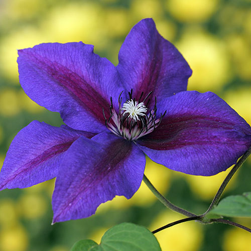 Clematis Mrs Thompson Clematis Mrs Thompson