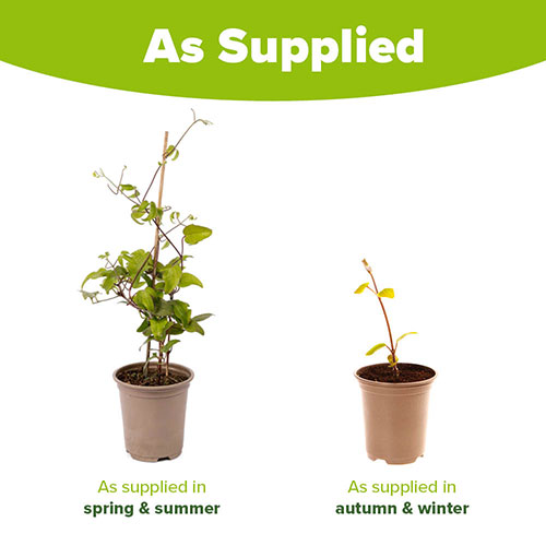 Clematis Mrs Thompson Clematis Mrs Thompson