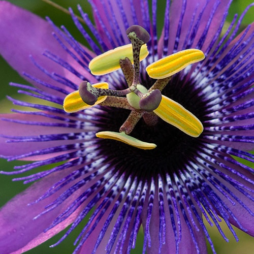 Passiflora Lavender Lady Passiflora Lavender Lady