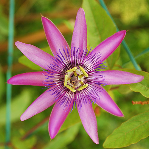 Passiflora Lavender Lady Passiflora Lavender Lady