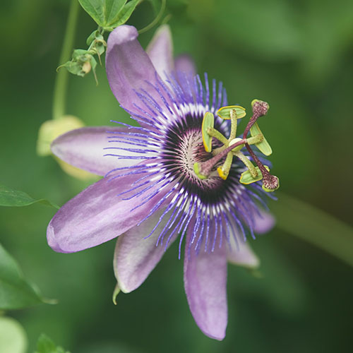 Passiflora Lavender Lady Passiflora Lavender Lady