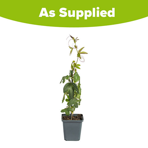 Passiflora Lavender Lady Passiflora Lavender Lady