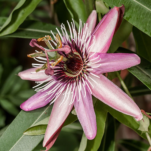 Passion Flower Collection Passion Flower Collection