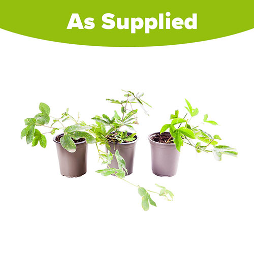 Passion Flower Collection Passion Flower Collection