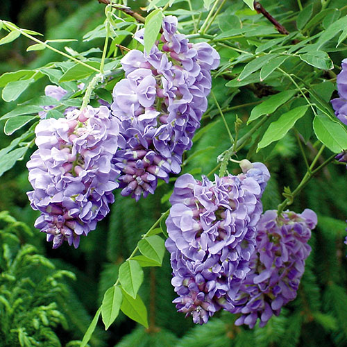 Wisteria Amethyst Falls Wisteria Amethyst Falls