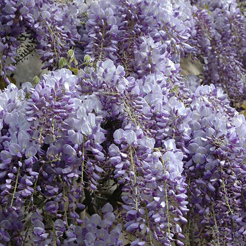 Wisteria Amethyst Falls Wisteria Amethyst Falls