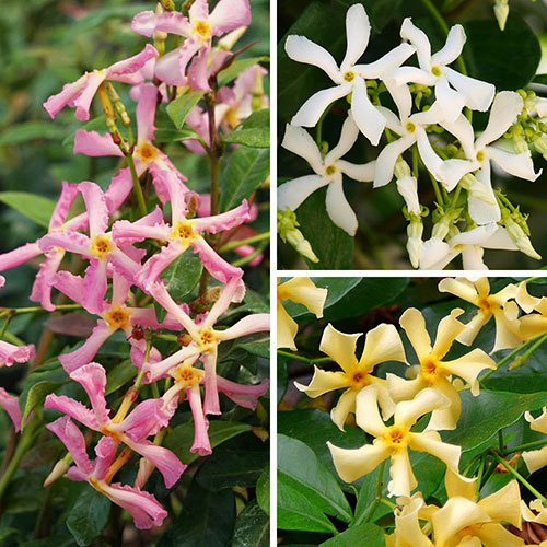 Trachelospermum Collection