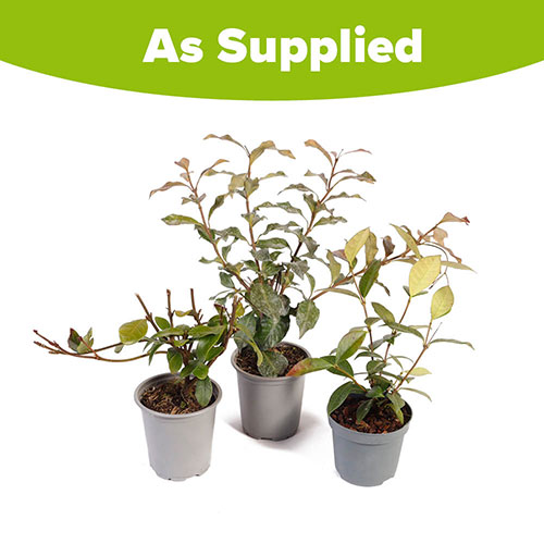 Trachelospermum Collection Trachelospermum Collection