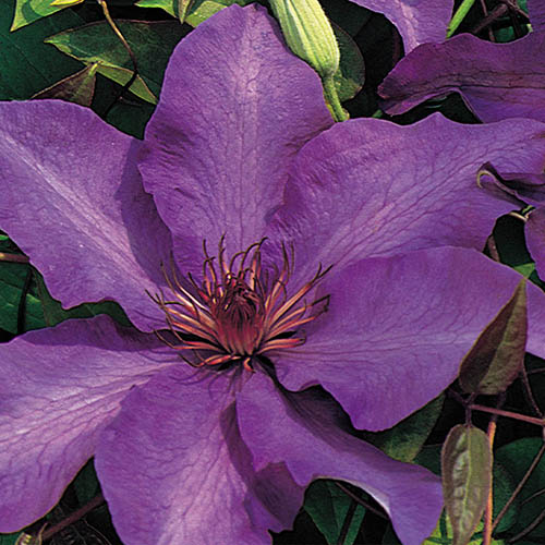 Clematis The President Clematis The President