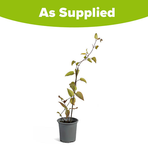 Clematis The President Clematis The President