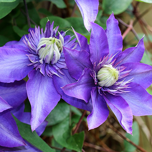 Clematis Multi Blue Clematis Multi Blue