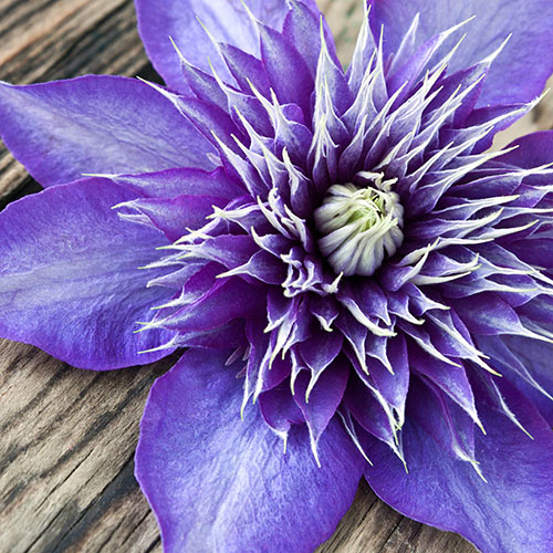 Clematis Multi Blue Clematis Multi Blue