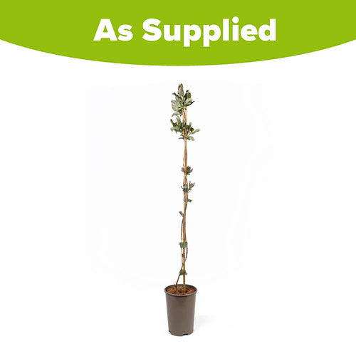 Lonicera Belgica Lonicera Belgica