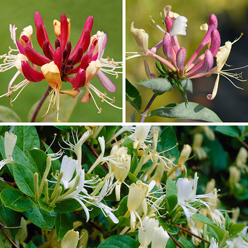Lonicera Collection