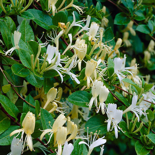 Lonicera Collection Lonicera Collection