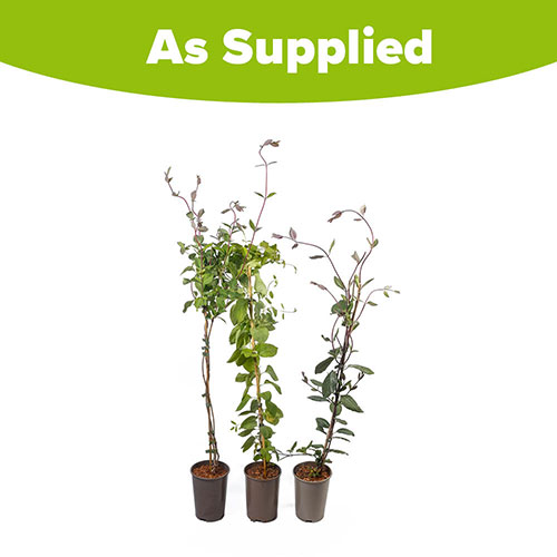 Lonicera Collection Lonicera Collection