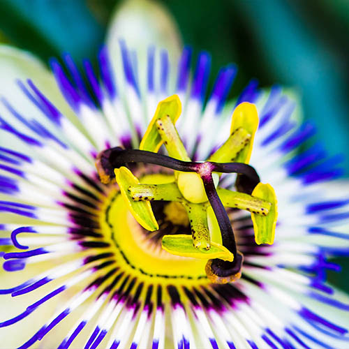 Blue Passion Flower Blue Passion Flower