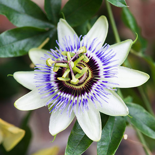 Blue Passion Flower Blue Passion Flower
