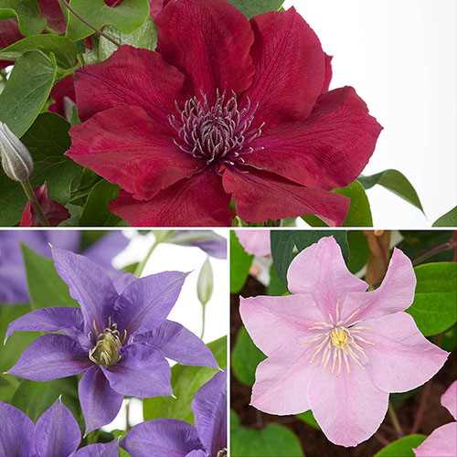 Clematis Patio Boulevard Triple Collection