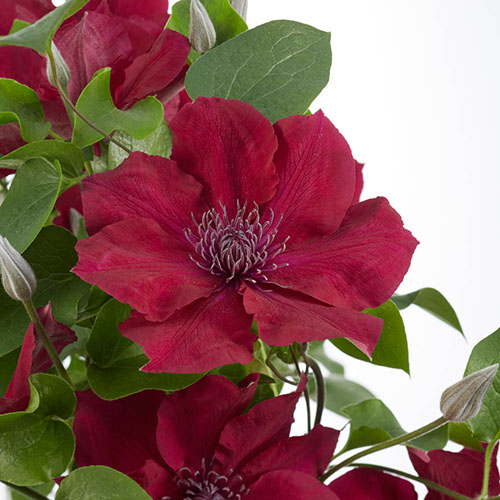 Clematis Patio Boulevard Triple Collection Clematis Patio Boulevard Triple Collection