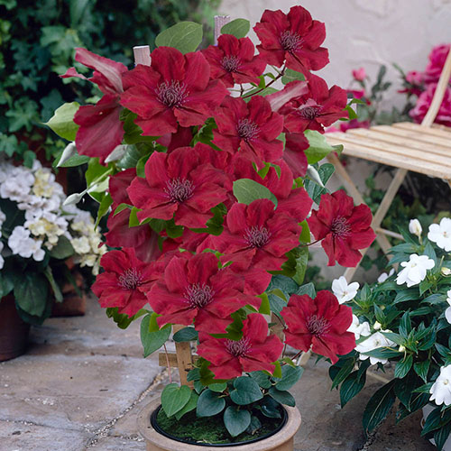 Clematis Patio Boulevard Triple Collection Clematis Patio Boulevard Triple Collection