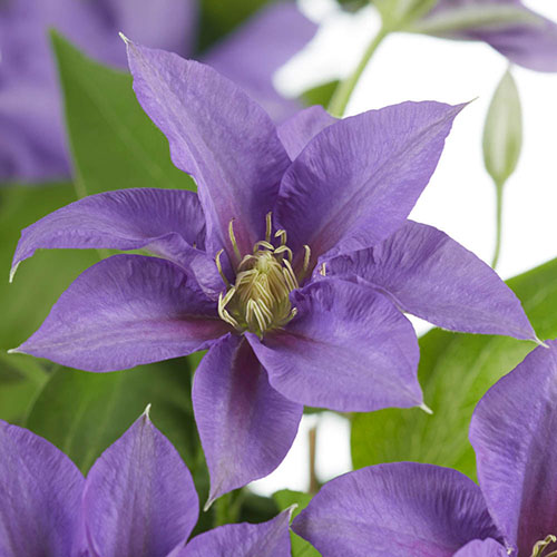 Clematis Patio Boulevard Triple Collection Clematis Patio Boulevard Triple Collection