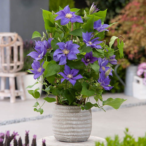 Clematis Patio Boulevard Triple Collection Clematis Patio Boulevard Triple Collection