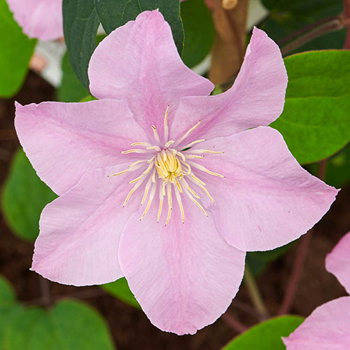 Clematis Patio Boulevard Triple Collection Clematis Patio Boulevard Triple Collection