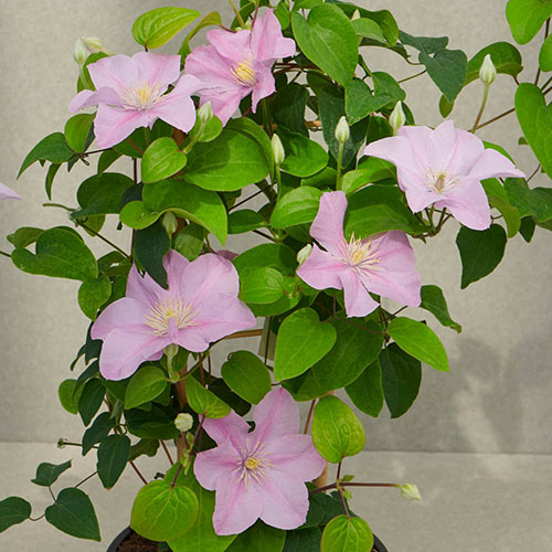Clematis Patio Boulevard Triple Collection Clematis Patio Boulevard Triple Collection