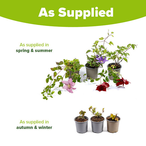 Clematis Patio Boulevard Triple Collection Clematis Patio Boulevard Triple Collection