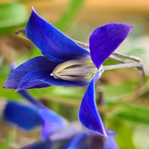 Sollya heterophylla Ultra Blue Sollya heterophylla Ultra Blue