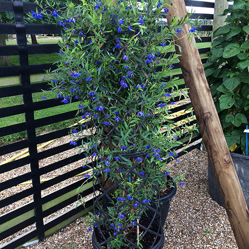 Sollya heterophylla Ultra Blue Sollya heterophylla Ultra Blue