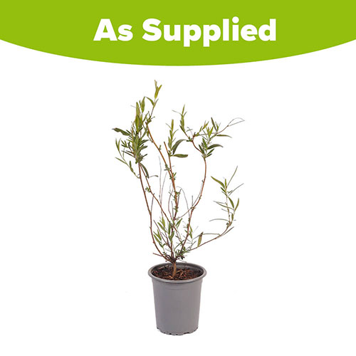 Sollya heterophylla Ultra Blue Sollya heterophylla Ultra Blue