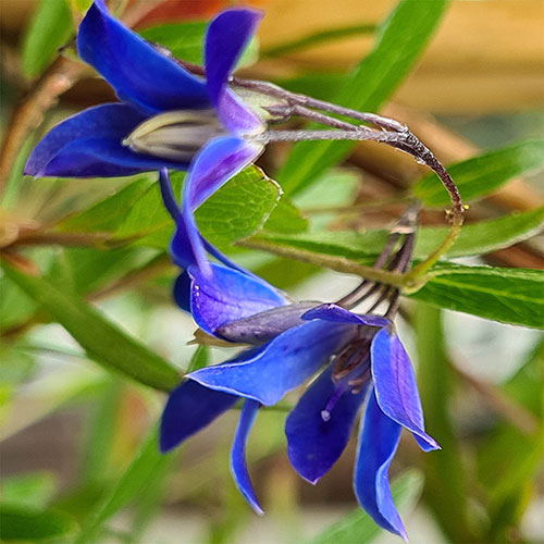Sollya heterophylla Ultra Blue Sollya heterophylla Ultra Blue