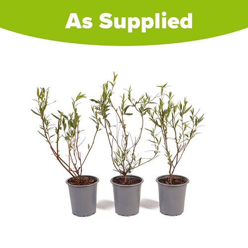 Sollya heterophylla Ultra Blue Sollya heterophylla Ultra Blue