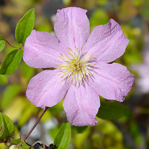 Summer Long Clematis Collection Summer Long Clematis Collection