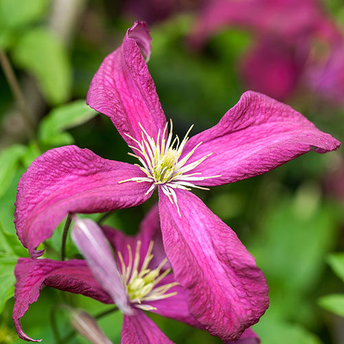 Summer Long Clematis Collection Summer Long Clematis Collection