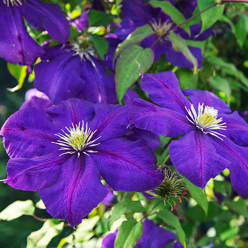 Summer Long Clematis Collection Summer Long Clematis Collection
