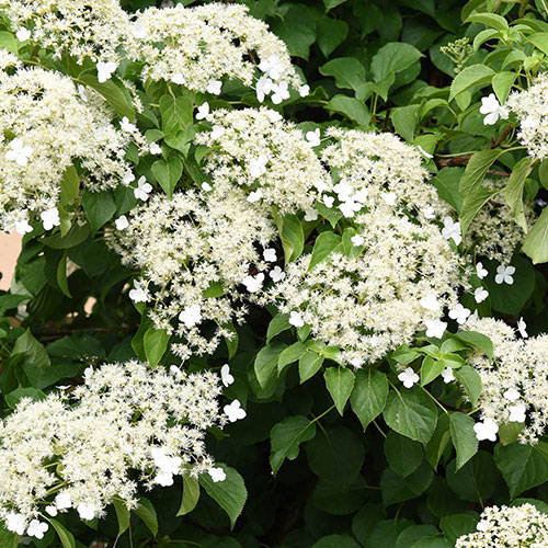 Climbing Hydrangea