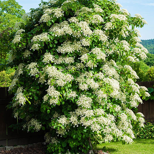 Climbing Hydrangea Climbing Hydrangea