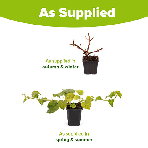 Climbing Hydrangea Climbing Hydrangea