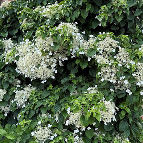 Climbing Hydrangea Climbing Hydrangea