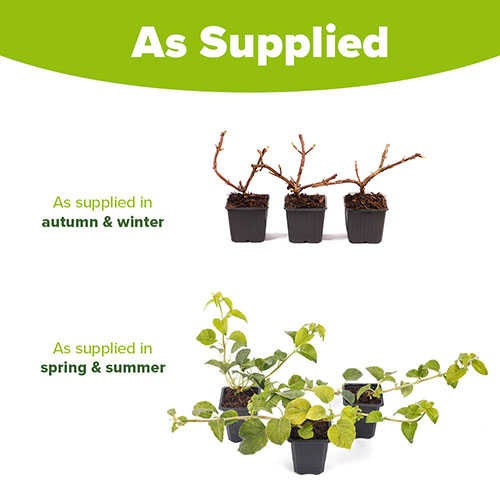 Climbing Hydrangea Climbing Hydrangea