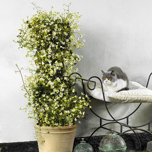 Evergreen Clematis Michiko Evergreen Clematis Michiko