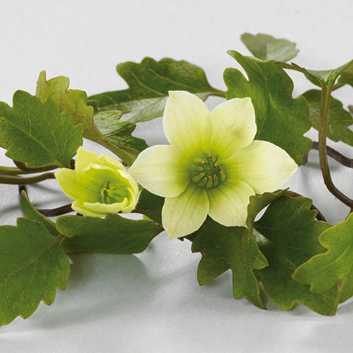 Evergreen Clematis Michiko Evergreen Clematis Michiko